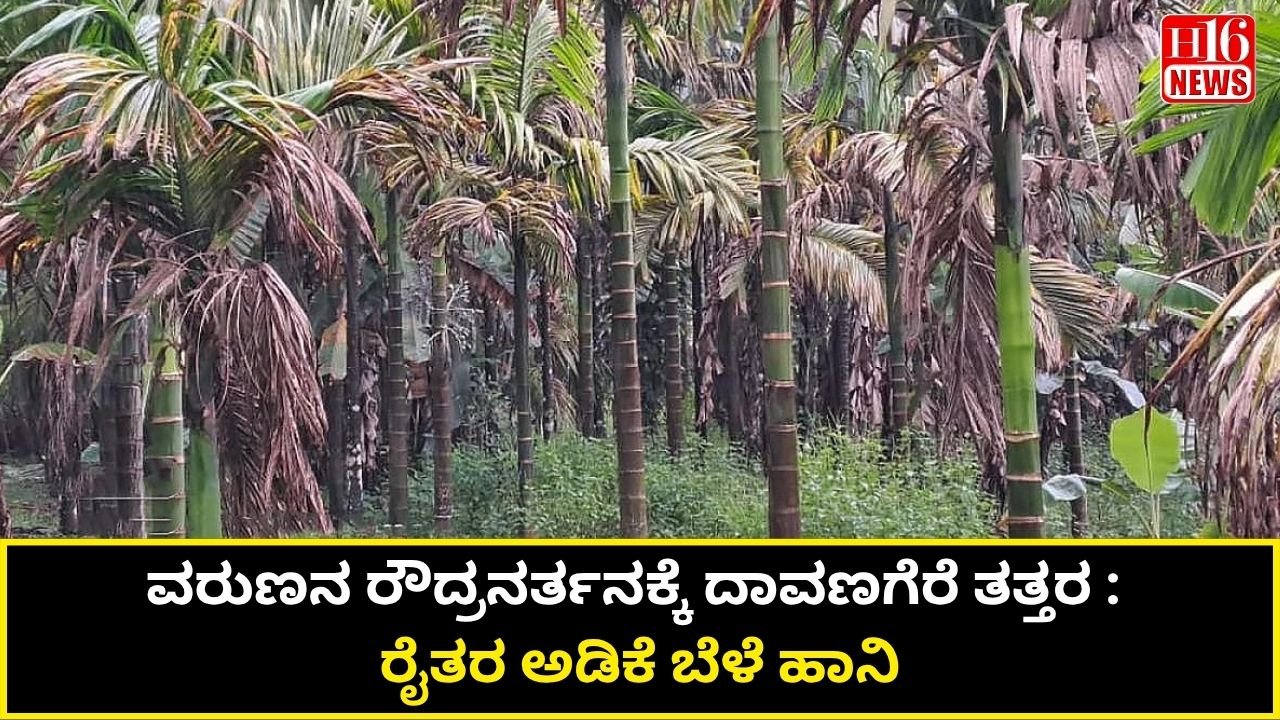 ವರುಣನ ರೌದ್ರನರ್ತನಕ್ಕೆ ದಾವಣಗೆರೆ ತತ್ತರ : ರೈತರ ಅಡಿಕೆ ಬೆಳೆ ಹಾನಿ
