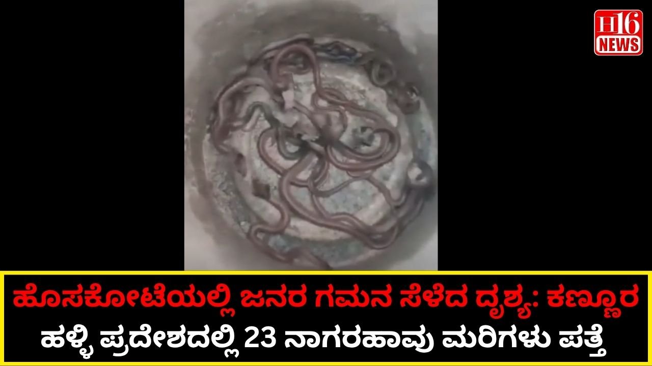 ಹೊಸಕೋಟೆಯಲ್ಲಿ ಜನರ ಗಮನ ಸೆಳೆದ ದೃಶ್ಯ: ಕಣ್ಣೂರ ಹಳ್ಳಿ ಪ್ರದೇಶದಲ್ಲಿ 23 ನಾಗರಹಾವು ಮರಿಗಳು ಪತ್ತೆ